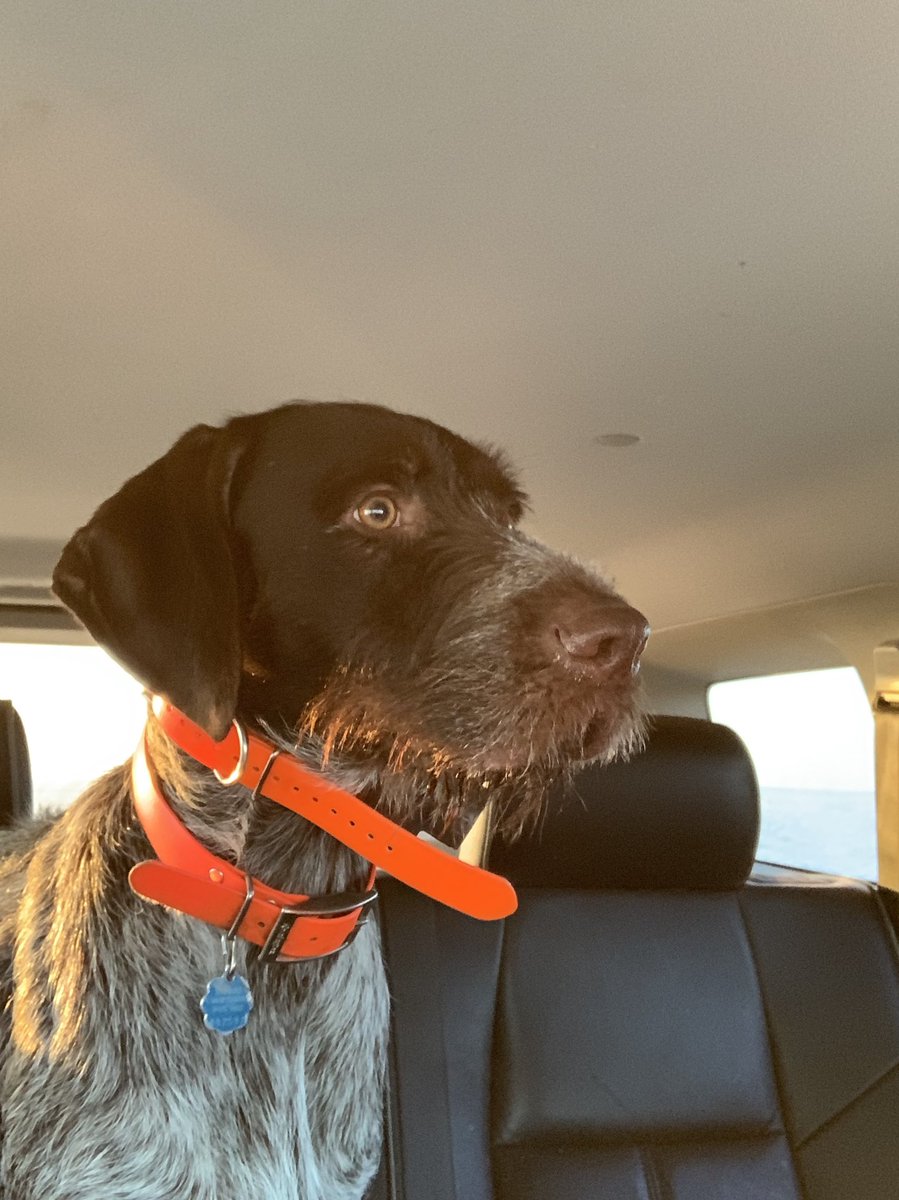 APWBauer's tweet image. Ever have your dog wonder how the hell you shot that double?......All cuz of you buddy!
@hevishot @pheasants4ever