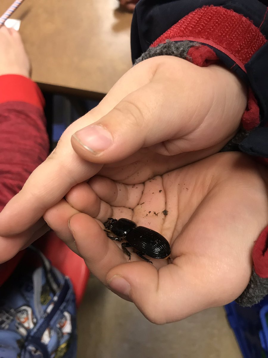 howell1stgrade's tweet photo. Beetle mania as we study the body structures of our new class pets! https://t.co/yR4FIqvpdu