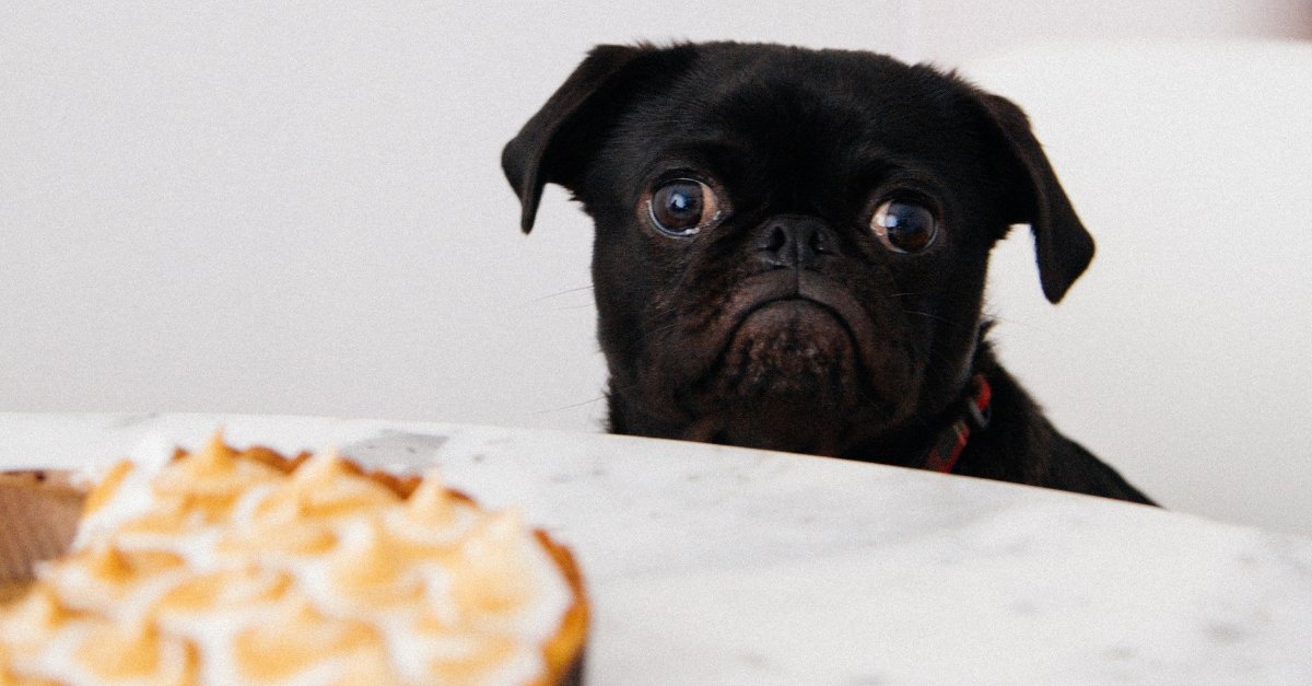 Community Veterinary tweet media