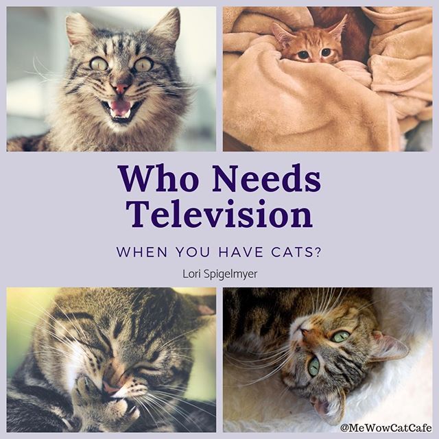 MeWowCatCafe's tweet photo. They are a bundle of entertainment.  #cat #cats #meow #kitten #kitty #kittycat #cutecats #catlove #catlover #cutecat #catsofinstagram #catstagram #instacat #instakitty #catsrule #catsarethebest #fortheloveofcats #ilovemycat #lovecats #lovekittens #curiou… https://t.co/u3SDeejG6I https://t.co/2oi19Wod5u