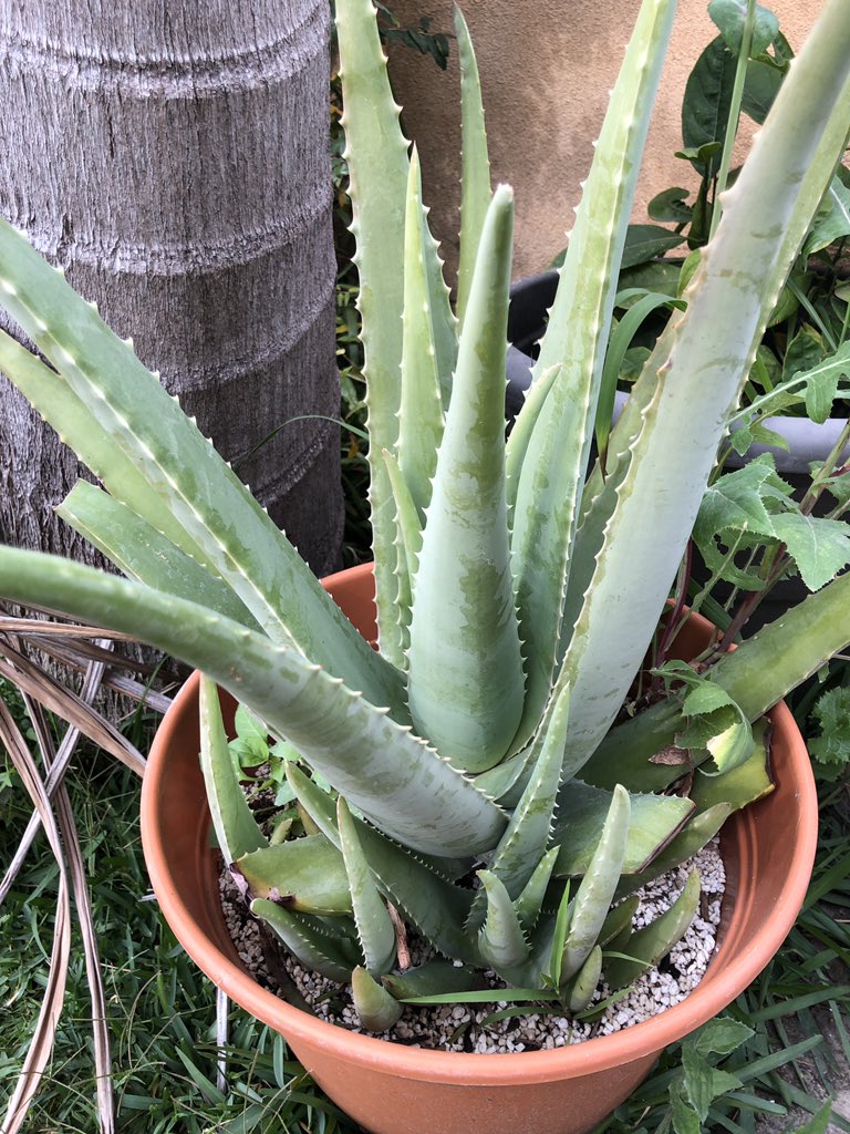 itslaurenvee's tweet image. My plont, AL, aka Aloe Plura would like to join on this plont adventure too 🤓