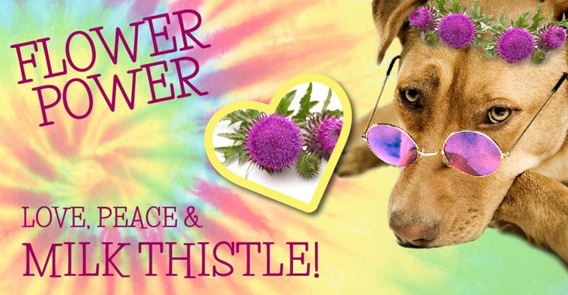 VitalPlanetPets's tweet photo. Check out some of the great benefits of Milk Thistle for your #dog.  Found in Vital Planet Daily Detox. 
https://t.co/8h2BPAbbZp https://t.co/VqSJtOgVMz