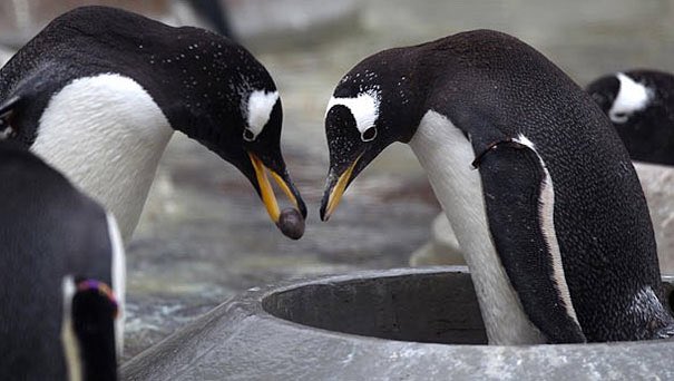 Bella Lack 🌱 (@BellaLack) on Twitter photo 10/12/2018 22:34:26 On a bleak and dismal Monday... Gentoo penguins propose to their lifemates with a pebble. 😊 On a bleak and dismal Monday... Gentoo penguins propose to their lifemates with a pebble. 😊
