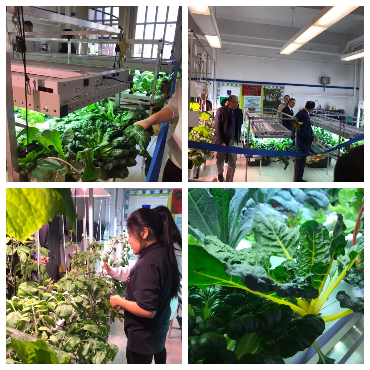 Congrats to @Is126Q for the hydroplonic lab. Very refreshing to see the leafy greens & all the hard work of the students and teachers come to life. Thank you @Costa4NY for bringing this to @nycdistrict30 schools & excited to see future projects. @Zone126Queens