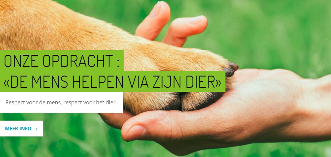 yellowdolphins.com tweet media