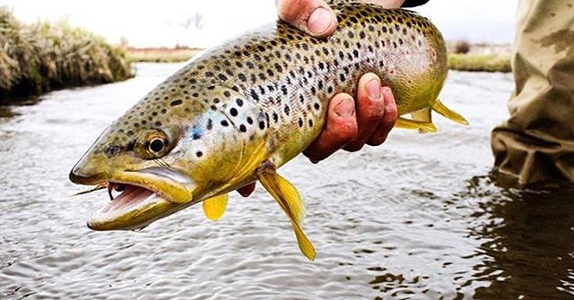westonwarrick gettin’ back into his groove of #streamerszn 🤘

Tag your shots #north40flyshop to be featured.
#browntrout #streamers #streamereater #getoutside #wildernessculture #flyfishing #thetugisthedrug #trout #huckinmeat
