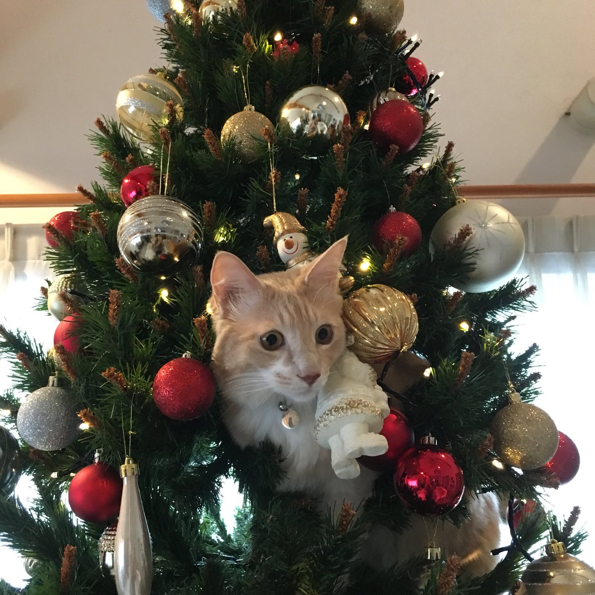 猫とクリスマスツリー Twitter Search Twitter