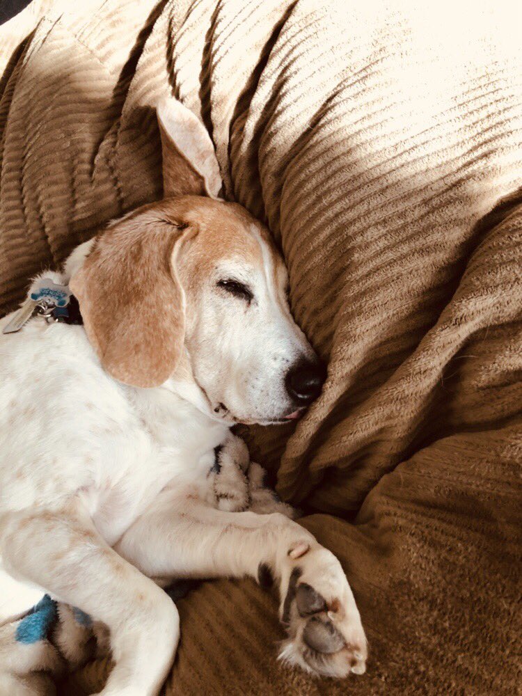 BeaglePasha's tweet photo. This is what a session of hydrotherapy, long drive and a brief visit to โteyzeโs office do to an old beagle ๐๐งฟ #flapup #velvetears #hydrotherapypup #seniorsrock https://t.co/bvRn76PpTU