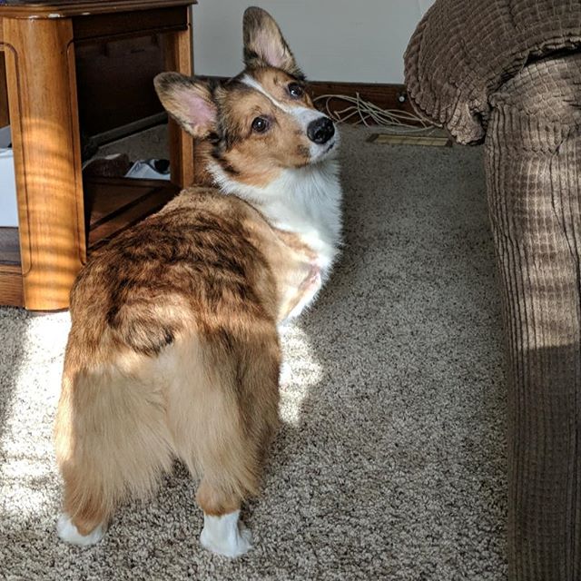 tryguys's tweet photo. The Final 4 pups of #TheBarkchshler! 🐕 Follow your favorites on Instagram:

🦴 MISSONI (IG: xmiss_missyx) @XxXBBJXxX
🦴 CHARLES (IG: charlesavocado) @corgi_burrito
🦴 KODA (IG: koda.the.akk) @forever_kaitlyn
🦴 KENNY (IG: bark.kenny) @MaddieJo603

Who will @KeithHabs choose?! 🐩 https://t.co/7iHb9DUHYL