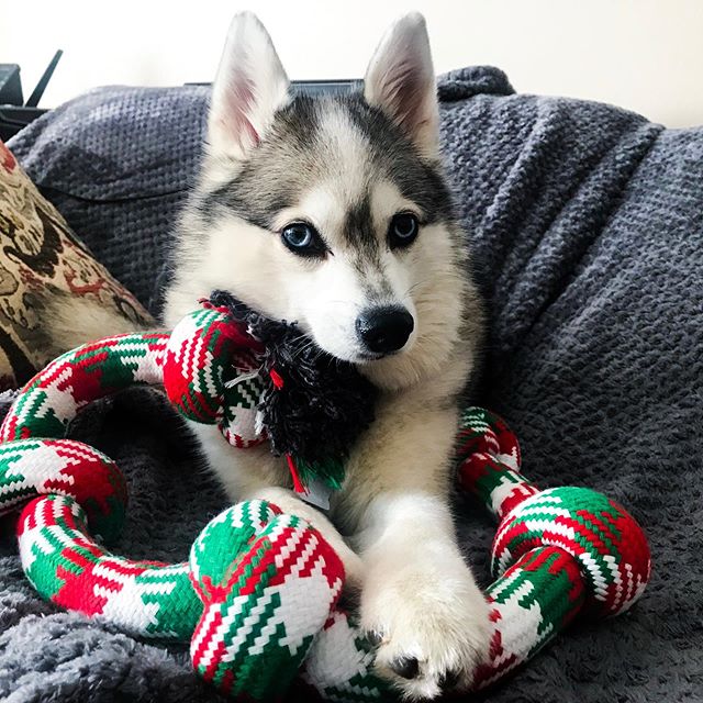 tryguys's tweet photo. The Final 4 pups of #TheBarkchshler! 🐕 Follow your favorites on Instagram:

🦴 MISSONI (IG: xmiss_missyx) @XxXBBJXxX
🦴 CHARLES (IG: charlesavocado) @corgi_burrito
🦴 KODA (IG: koda.the.akk) @forever_kaitlyn
🦴 KENNY (IG: bark.kenny) @MaddieJo603

Who will @KeithHabs choose?! 🐩 https://t.co/7iHb9DUHYL