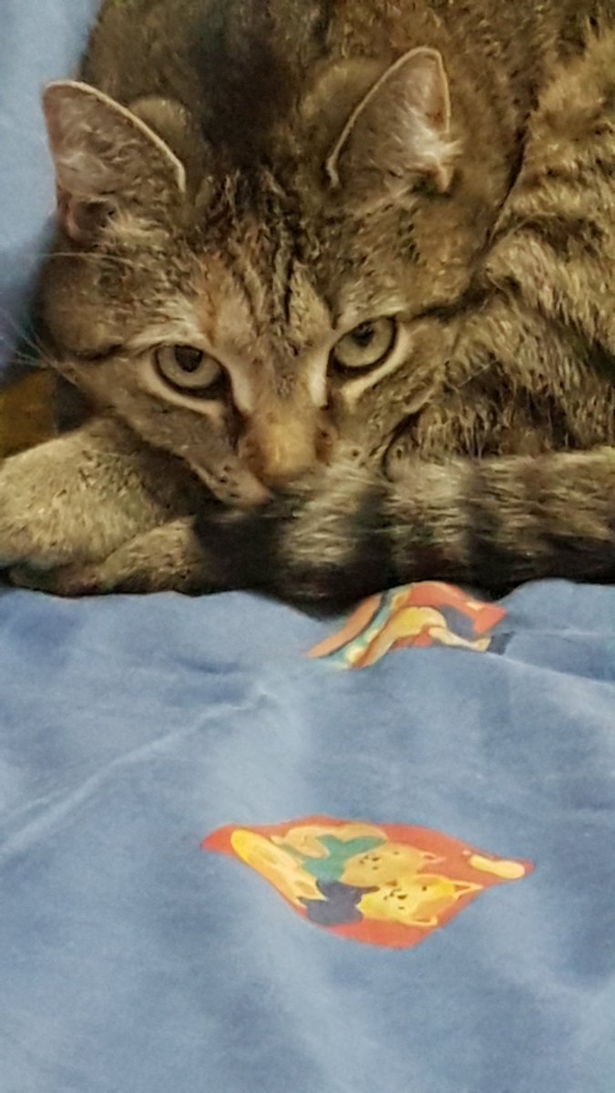 Kedilerin annesi (@sirinveboncuk) on Twitter photo 