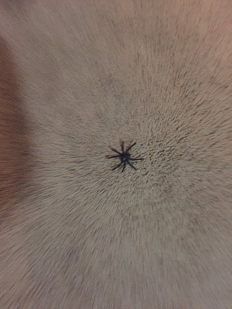 How to scare me and make me scream like a banshee.  That’s a rubber spider I found cleaning my sons room....it’s now in the trash