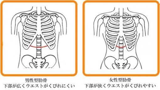 肋骨のtwitterイラスト検索結果