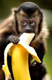 A monkey likes bananas. Капуцин и горилла. Обезьяна с бананом. Шимпанзе с бананом. Мартышка ест банан.