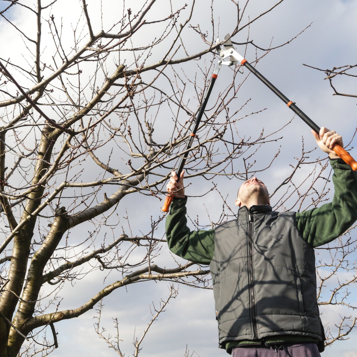 ISUExtension's tweet photo. If you have an oak tree, December through February is the best time to prune in Iowa. Discover why as well as tips on how to prune from ISU Extension and Outreach horticulturists.
https://t.co/9DsSsa2JLt
#IowaHort #Horticulture #WinterToDo https://t.co/luO3gAup9W