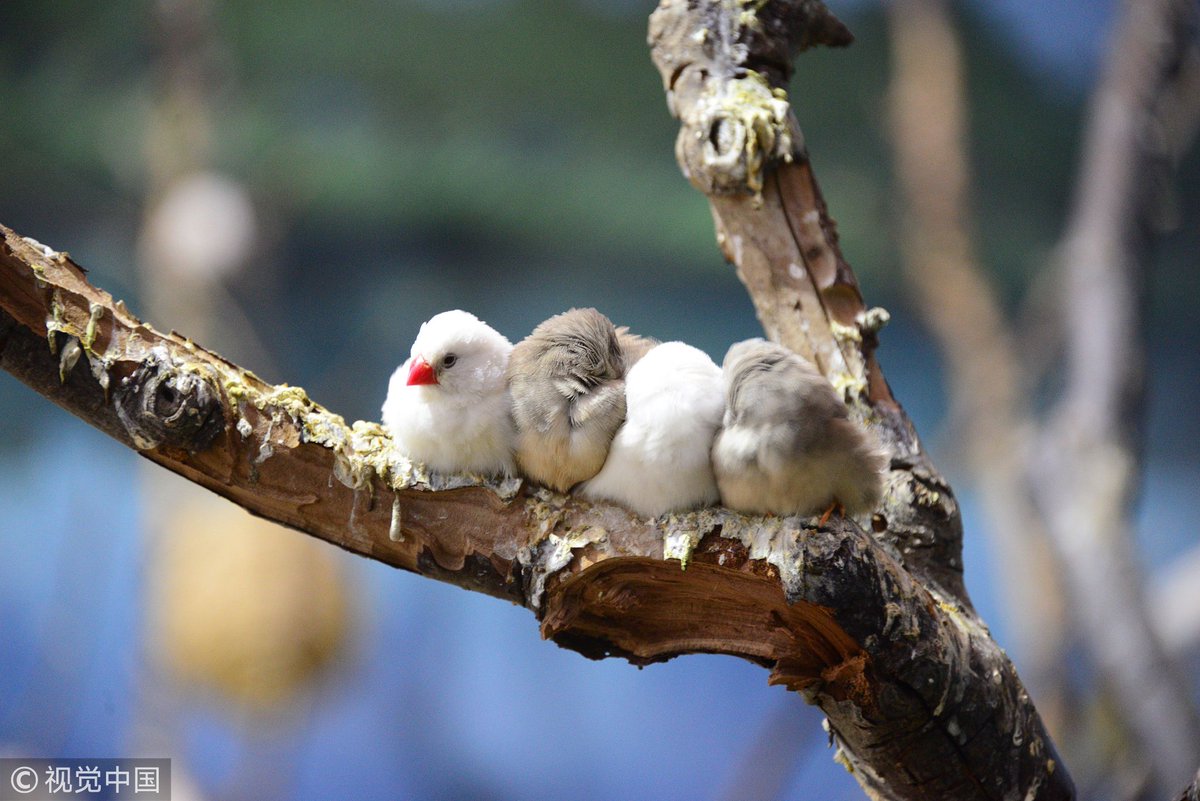 CGTNOfficial's tweet photo. Cute alert! #Animals try to keep themselves warm in chilly winter https://t.co/eGhGU7chsp