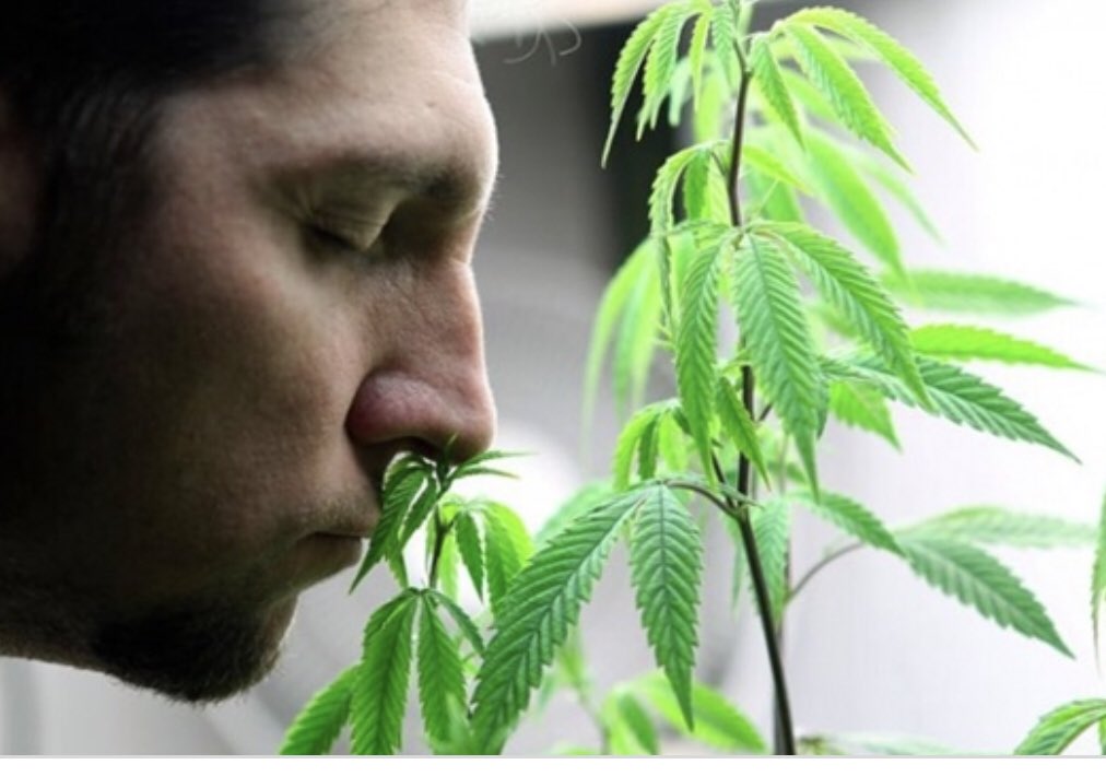 CacheElite1's tweet image. $ILUS Lots of documents signed today and Information shall be released this week! Until then just sit back and smell the roses or whatever 😉