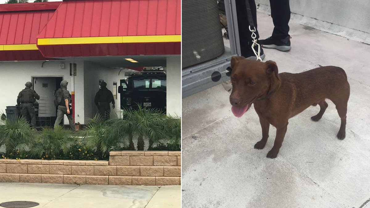 ABC7 Eyewitness News (@ABC7) on Twitter photo 2018-12-11 01:01:49 GOOD BOY! Deke, a sheriffs department patterdale terrier who specializes in searching confined spaces, helped locate a suspect hiding inside the roof of an In-N-Out in Temple City abc7.la/2G6NoFt GOOD BOY! Deke, a sheriffs department patterdale terrier who specializes in searching confined spaces, helped locate a suspect hiding inside the roof of an In-N-Out in Temple City abc7.la/2G6NoFt