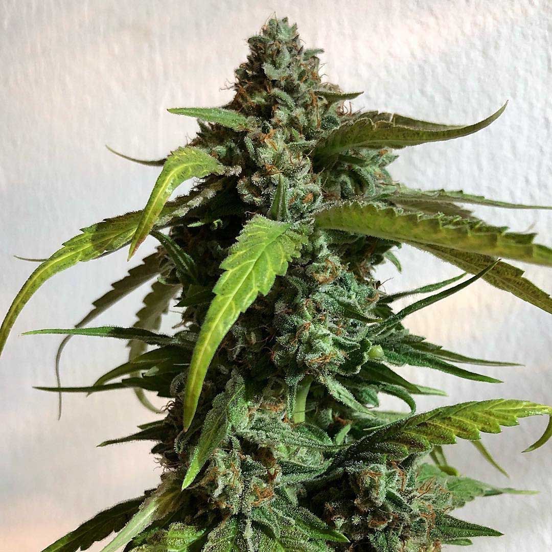 EQGenetics's tweet image. 🌍 Afrinomicon, aka M-Con (LA Confidential x Heirloom Malawi)
🌱 Bred by Equilibrium Genetics
📸🌲 Grow &amp;amp; Photo by Seymour Cutts 🤓
#eqgenetics #afrinomicon #laconfidential #heirloommalawi #RoadToTheCup #TheEmeraldCup #EmeraldCup2018 #cannabisseeds #stockup #plantyourfuture 👍🏼