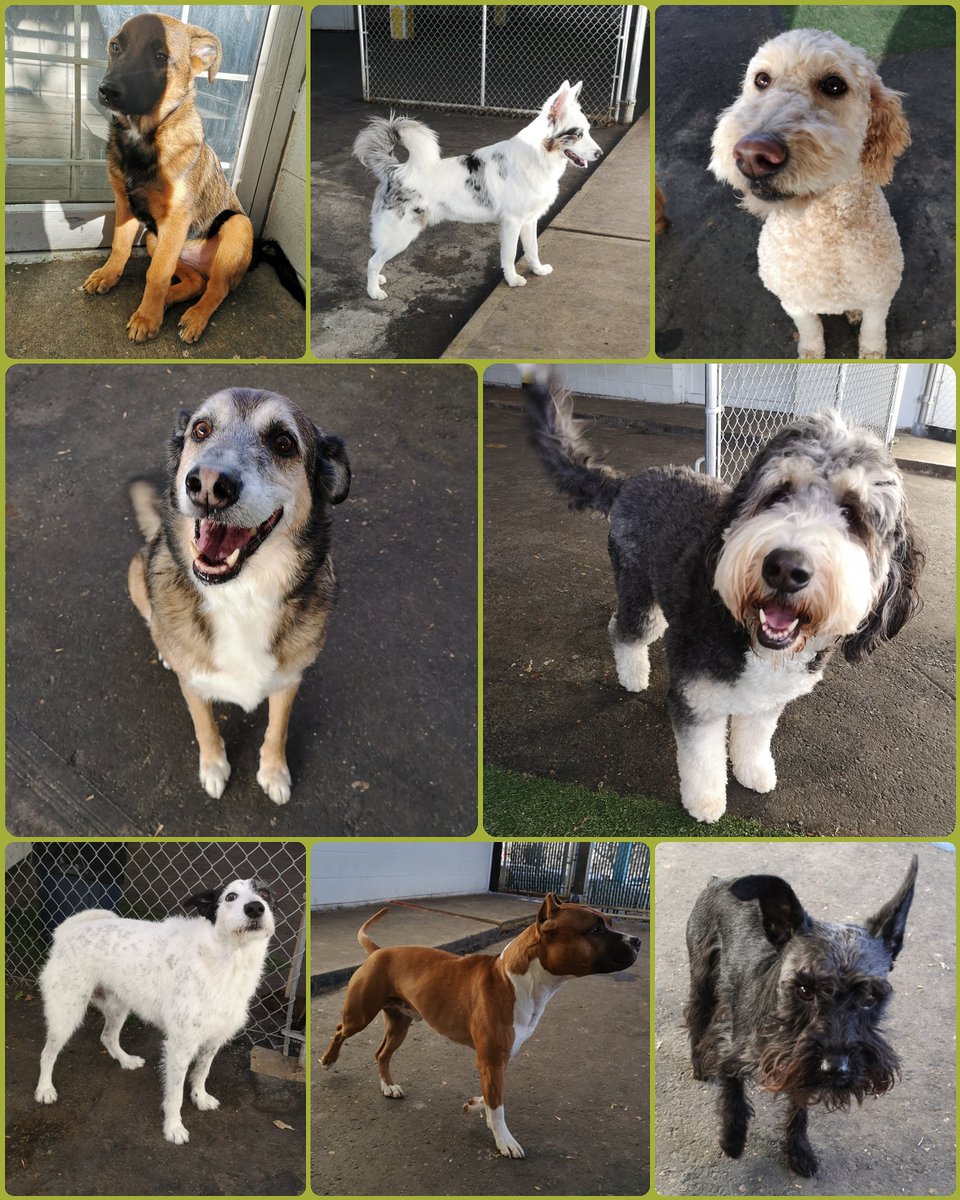 Monday's aren't all bad, especially when they involve play time at Doggin-it! 🐕🐩
#monday #mondaymood #playtime #friends #dogfriends #dogs #pets #animals #yycdogs #calgarydogs #yyc #calgary #happy #happydog #newweek #yycliving