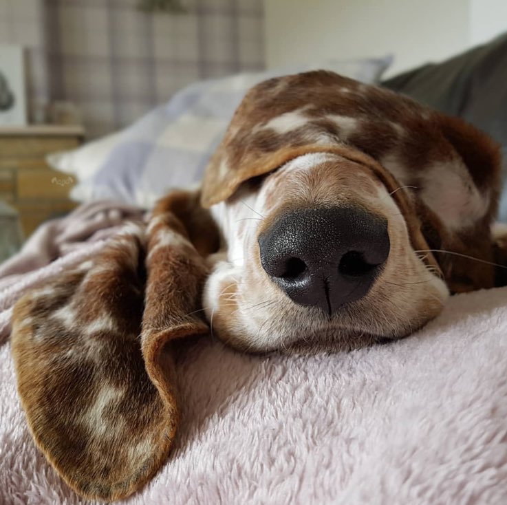 dog_rates's tweet photo. This is Hugo. He likes to play hide and seek but only if you don’t go far. Prefers you don’t hide at all. Not sure what he’d do without you. 13/10 https://t.co/h4dXoCZixJ