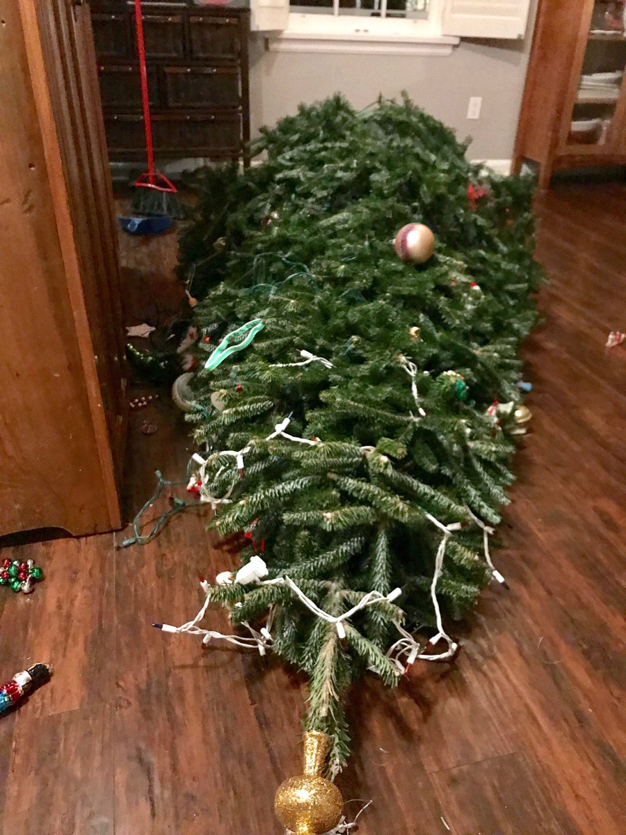 Katelyn Mceachren On Twitter It Keeps Falling Because It Appears That You Didn T Hammer Large Nails Into Your Window Trim In Which To Tie The Tree To Using Baler Twine Farmerstyle Iwishiwaskidding