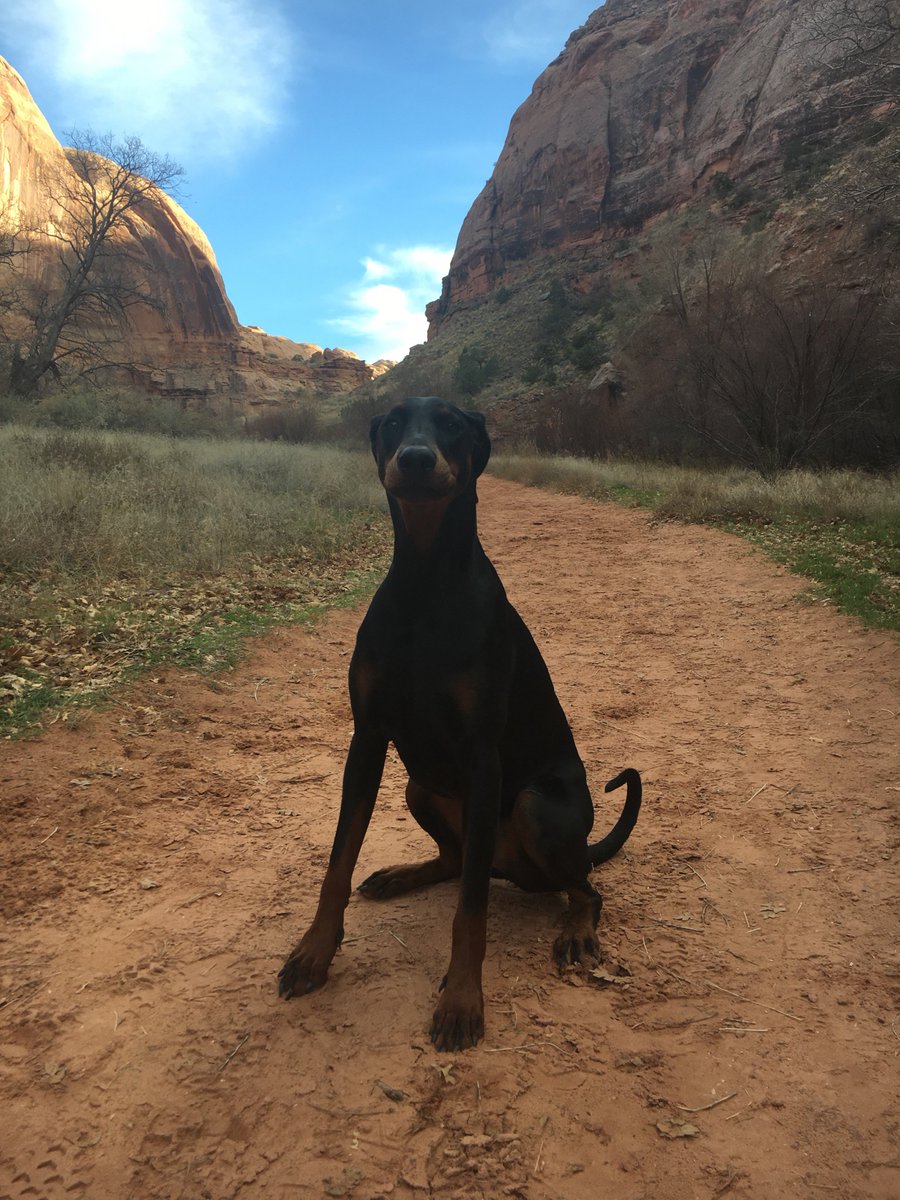 ValleyAllNatual's tweet photo. My first walk in Utah. I like to curl my tail when I sit or run so please don't dock doggy tails! We need them! #dogs #MondayThoughts #AnimalRights https://t.co/L78xKFwTRP