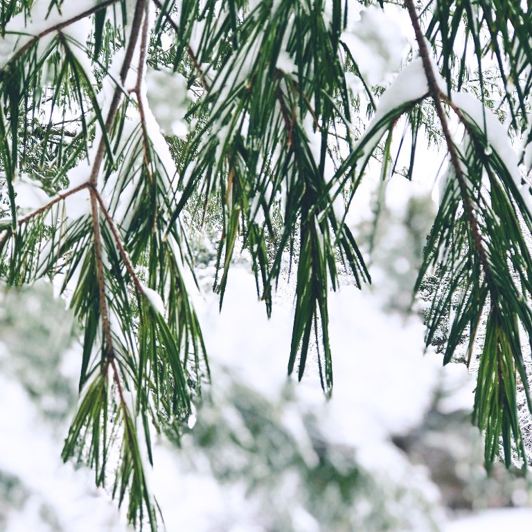 CompeteTeam's tweet image. How are you planning to stay active this winter?  Join us for Team Compete's Winter Challenge, '100 Miles in 100 Days'.  Stay active walking, running, biking, rowing, and racking up the miles!  Link in profile.