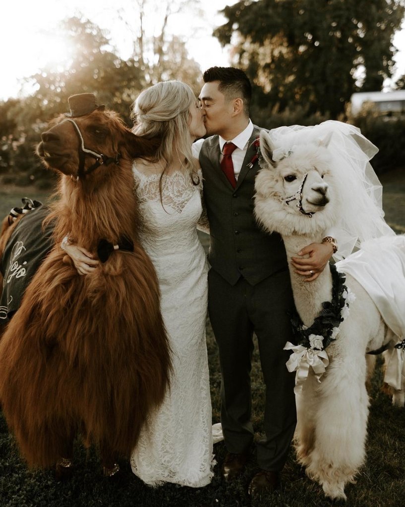 A whole llama lovin' 😍 #WeddingInspo #Llamas

Repost @nabazabihphotography