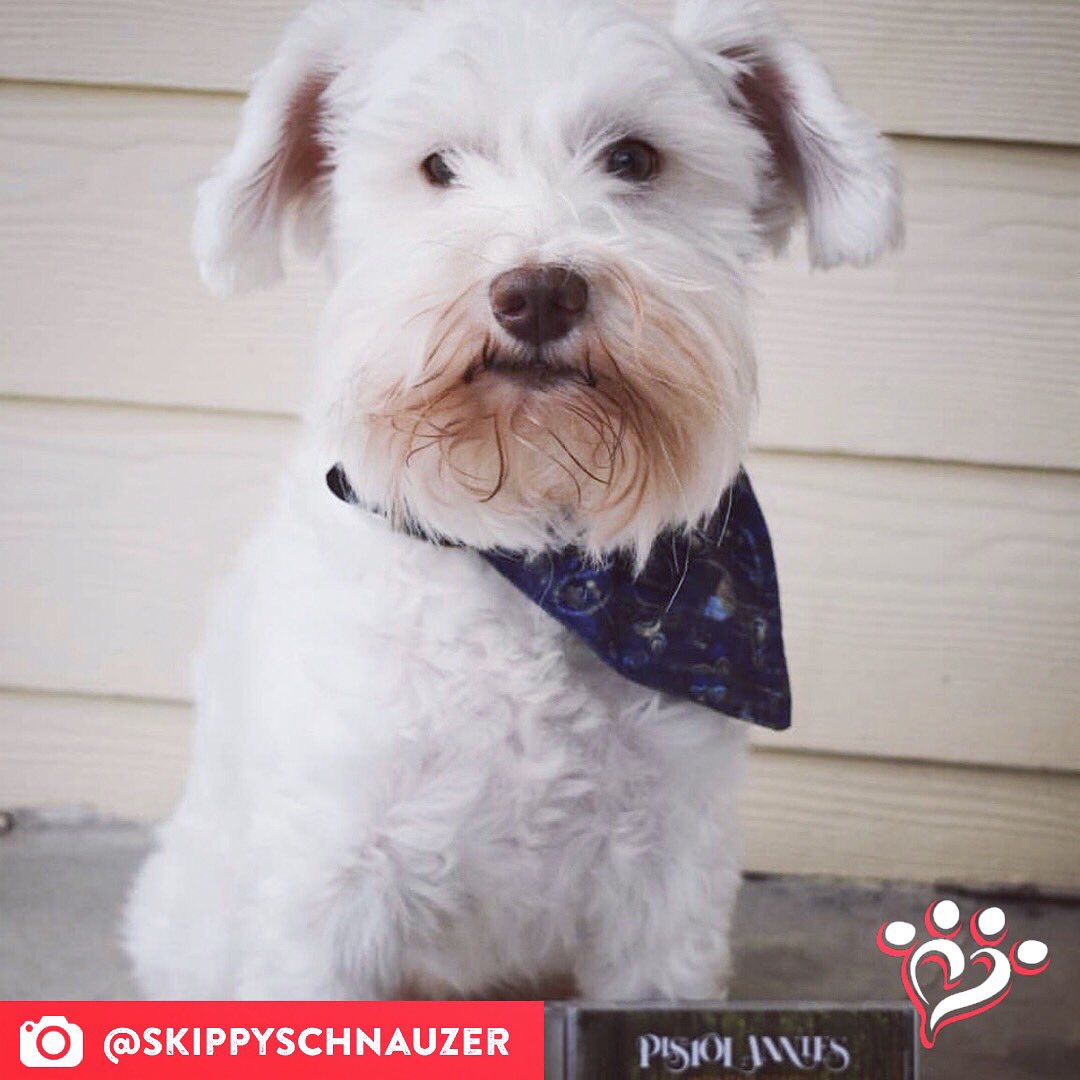 MuttNation's tweet photo. Our #muttspotlight, Skippy, is looking dashing in a MuttNation bandana! We're loving that Pistol Annies support too! ๐
Save a mutt. Shop MuttNation:
https://t.co/o7MSOedTwj https://t.co/Q87wVW04Sh