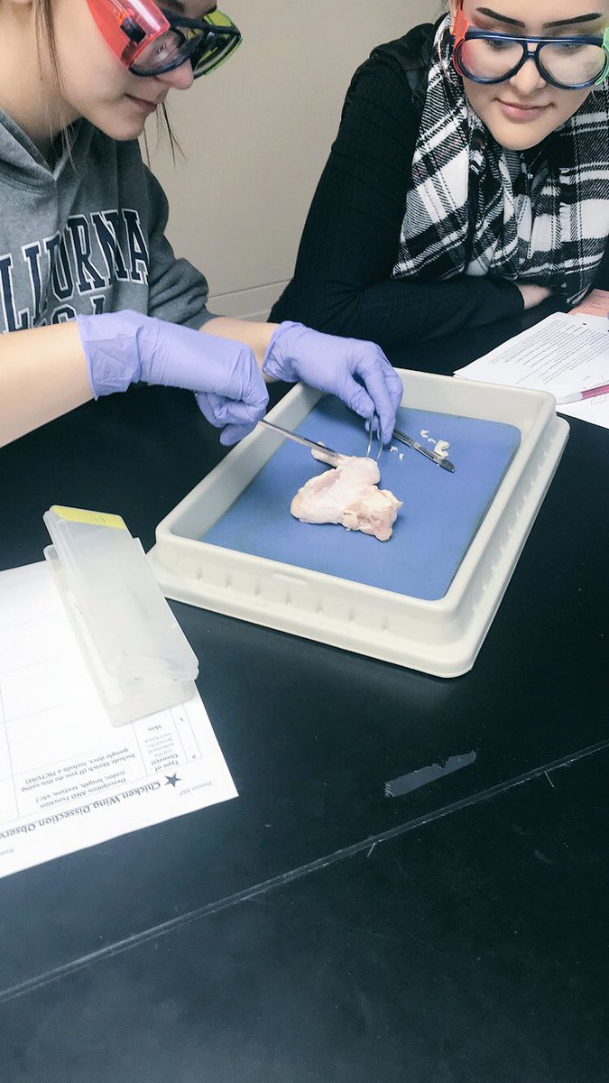 mhempen4's tweet photo. Chicken wing dissection day! Such a fun day in Human A&amp;P 🤓 #d127getsreal #anatomy #futuresurgeons https://t.co/3f7WrFcpaO