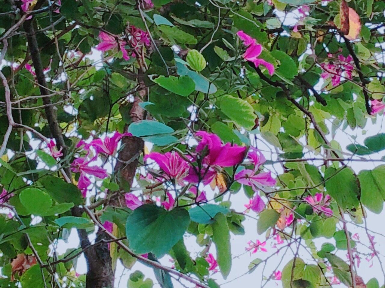マカオ政府観光局 マカオの冬を彩るバウヒニアの花 秋口から春先まで咲いていて マカオではよく街路樹 にも利用されているので 真冬の観光の際にも目を楽しませてくれます 濃いピンクのお花のほか 白や薄いピンクの色合いもあって 大ぶりの美しい姿を