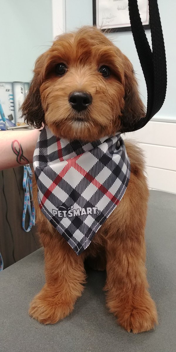 PetSmart Sydney NS tweet media