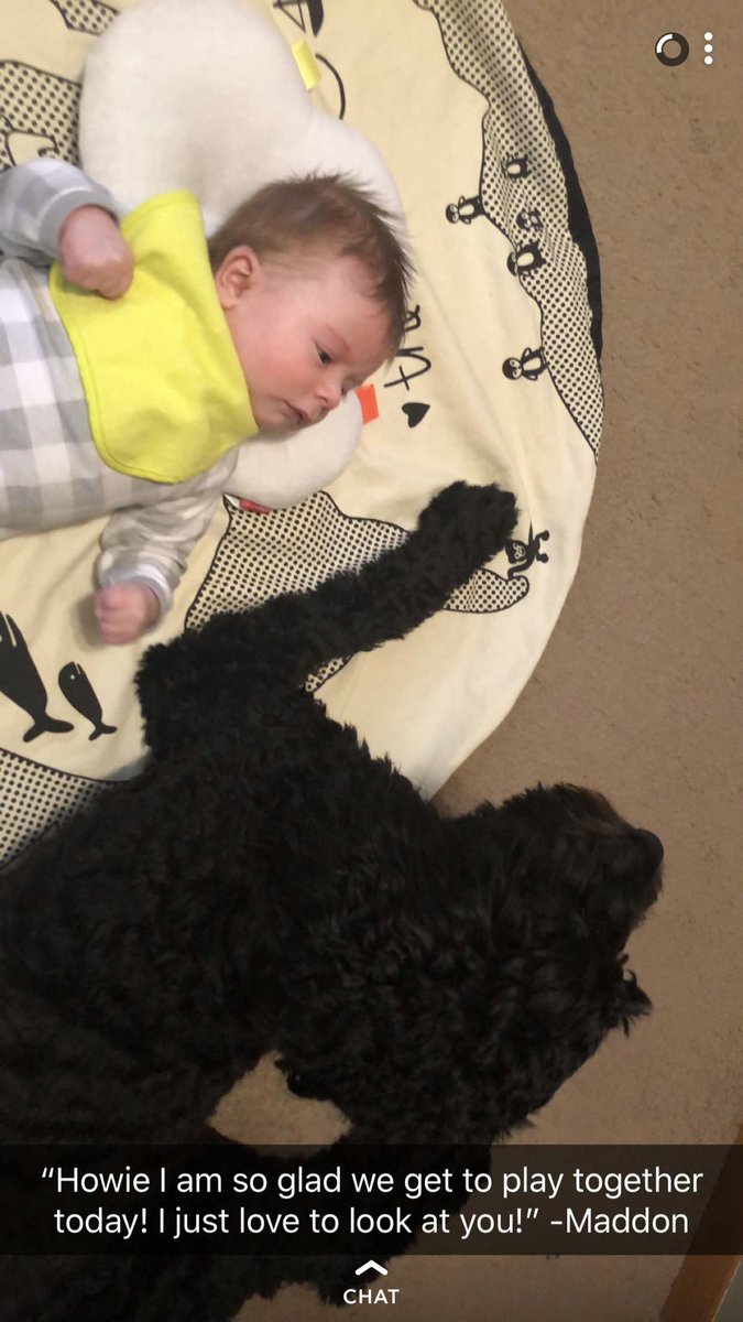 THE_HowieDog's tweet photo. This is my little brother Maddon. We both like to eat and take lots of naps! I haven’t taught him how to play fetch yet, but I am sure we will have plenty of time for that! https://t.co/0Ki6jR4FyV