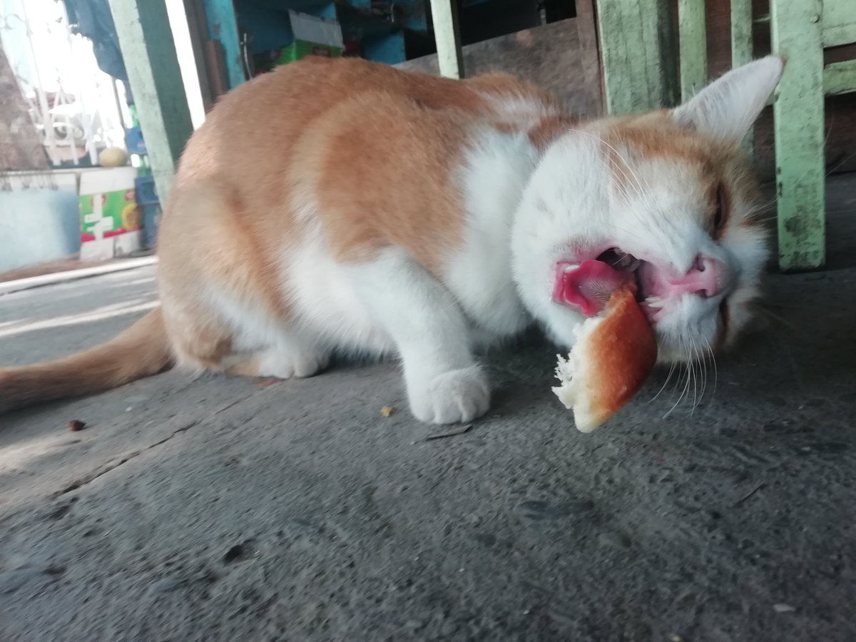 bimalbashyal2's tweet photo. #cat #hunger #satisfaction #catlovers #bread https://t.co/hjeXWXDCzo