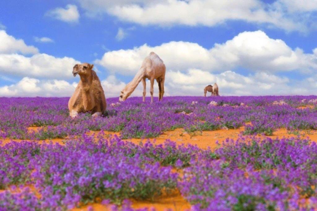 أتَاكَ الرَّبِيعُ الطَّلْقُ يَخْتَالُ ضَاحِكًا
منَ الحُسْنِ حَتَّى كَادَ أَنْ يَتَكَلَّمَا
وَقَدْ نَبَّهَ النّوْرُوزُ فِي غَلَسِ الدُّجَى
أَوَائِلَ وَرْدٍ كُنَّ بِالأَمْسِ نُوَّمَا
•
•
البحتري