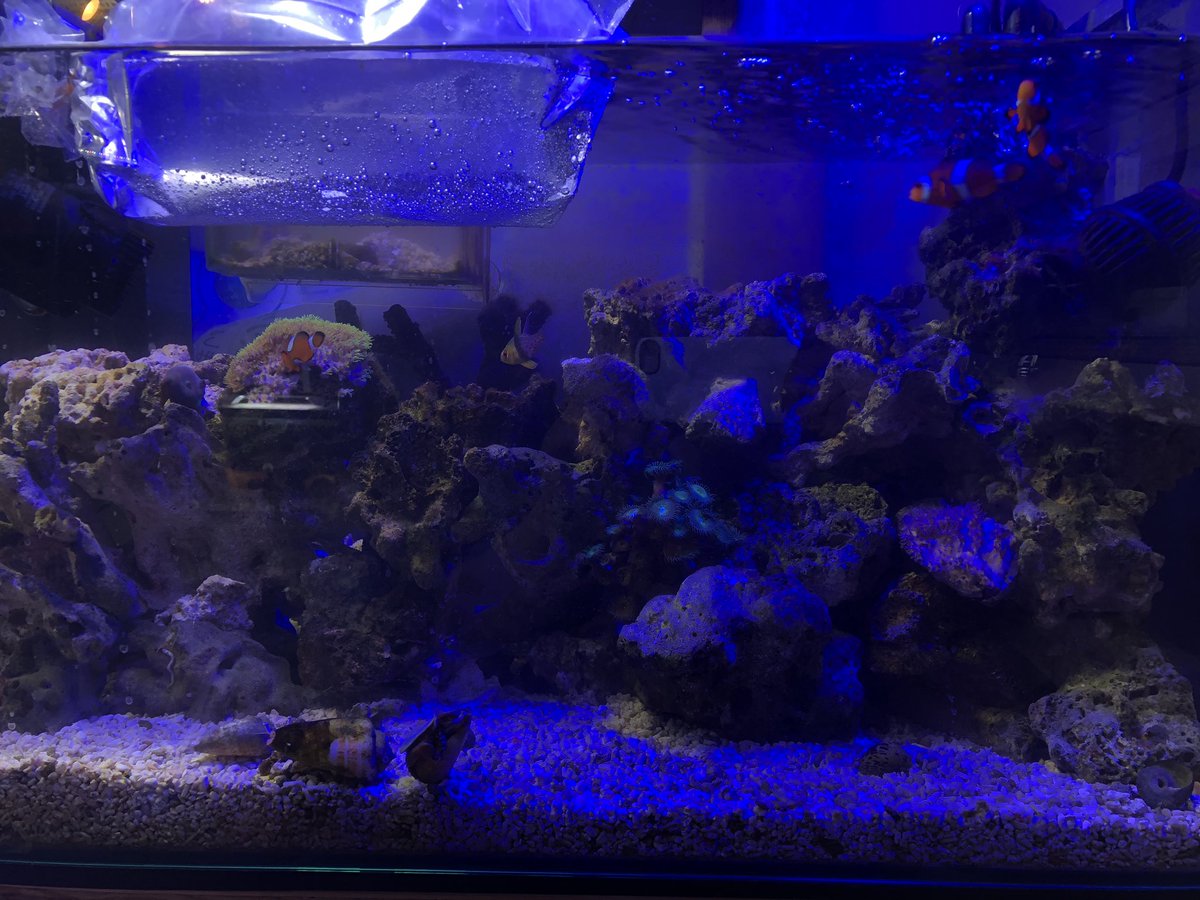 ハチミツ 海水水槽やたら汚いと思ってたら ポンプ壊れてるし せっかくだしグレードアップ 60水槽なのに90用の入れたから 水流が 前使ってたのサブフィルターにして 調整して見よう マリンアクアリウム 海水魚 ハチミツ 海水水槽やたら汚いと思ってたら ポンプ壊れてるし せっかくだしグレードアップ 60水槽なのに90用の入れたから 水流が 前使ってたのサブフィルターにして 調整して見よう マリンアクアリウム 海水魚