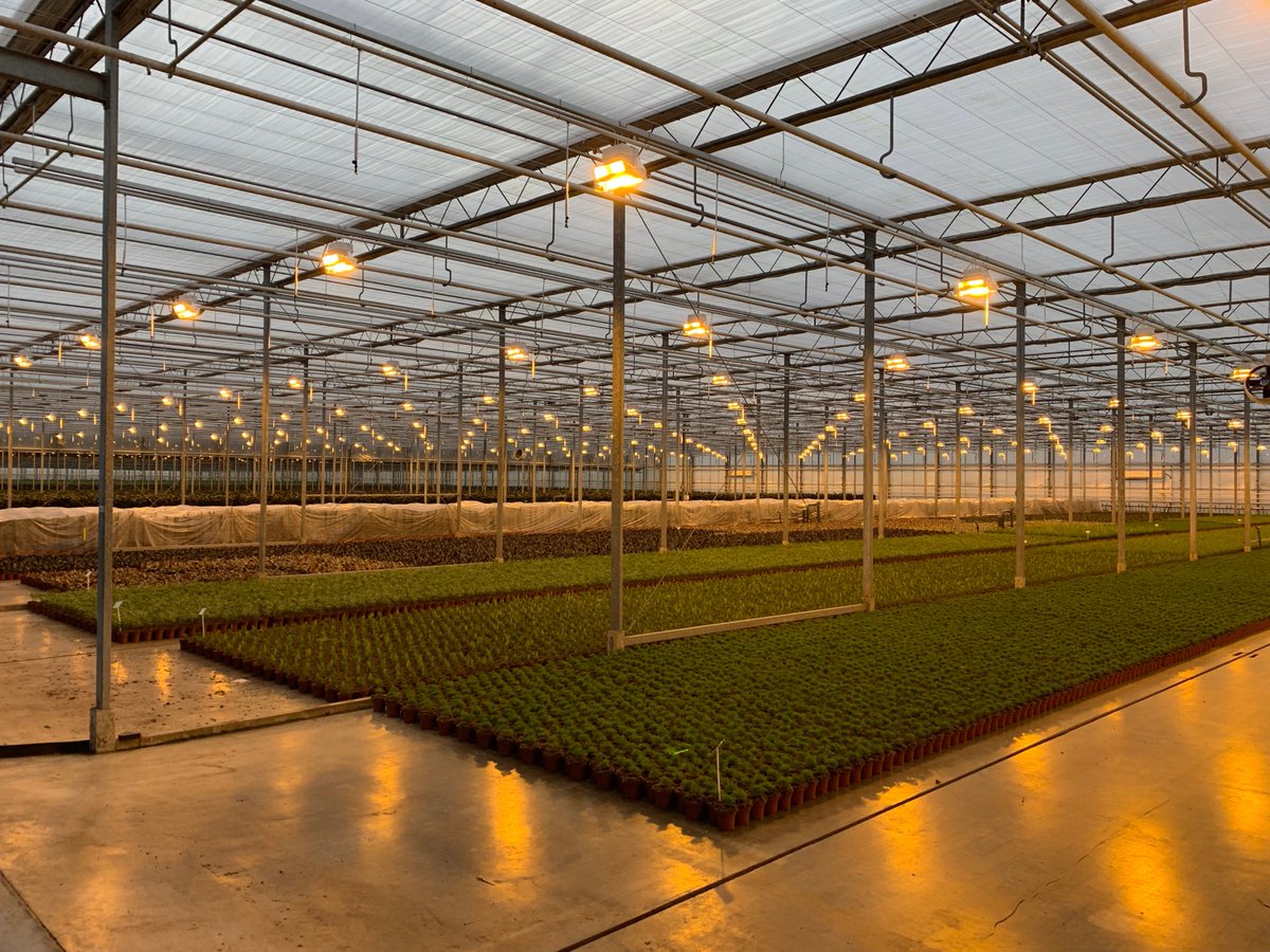 JHeijnenPotpl's tweet photo. Vanaf vandaag kunnen we de donkere dagen goed verteren. #assemblageverlichting #blijveninnoveren @JHeijnenPotpl @FloraHolland @green_sales https://t.co/NxMkfJE4eU
