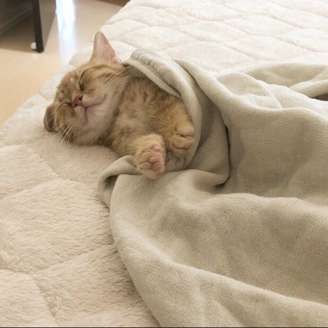 Cats Bible 🐱 tweet media