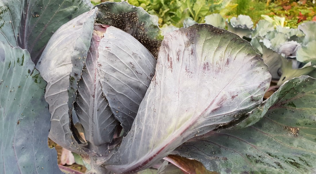 WOW - Wintergemüse!!!
Wirsing, Rosenkohl &amp; Co. sind wahre Lebenskünstler. <a href="/garten/">garten</a>. Sie trotzen dem Frost, sind schön + liefern wertvolle Vitamine. Mehr auf <a href="/Gartenradio/">GartenRadio.fm</a> oder auf iTunes @https://itunes.apple.com/de/podcast/gartenradio-der-garten-podcast/id1110499945?mt=2
