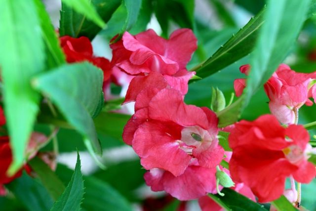 上鳳仙花 花 言葉 すべての美しい花の画像 上鳳仙花 花 言葉 すべての美しい花の画像