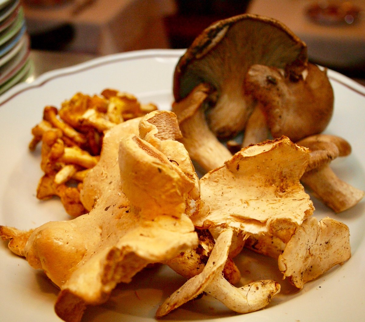 ilpiatto175's tweet image. 本日入荷のヨーロッパ茸たちは、フランス産ピエドムートン、ジロール、イタリア産カルドンチェッリなどなど。ソテーやフリット、パスタやリゾットおすすめです！
#ilpiattocacciatora
#ilpiatto #cacciatora
#イルピアットカチャトラ
#イルピアット #カチャトラ
#三軒茶屋 #三茶 #世田谷
 #イタリアン