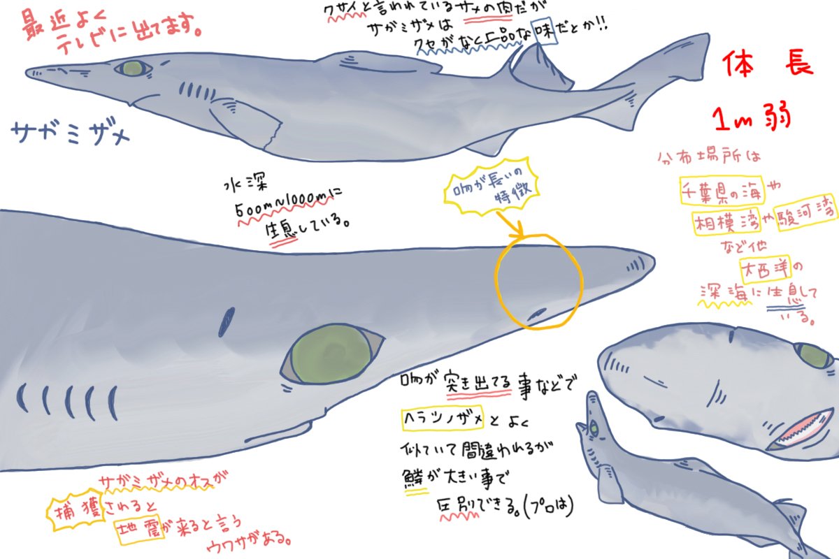 めかぶ V Twitter ツノザメ目アイザメ科のサメ 最近よくテレビで見る気がするがあまり捕獲例もなくレアなサメではある 深海サメ故捕獲されると地震が来るなど言われている 吻が長く突き出た見た目はヘラツノザメとそっくり プロはすぐに見分けられるそうだが