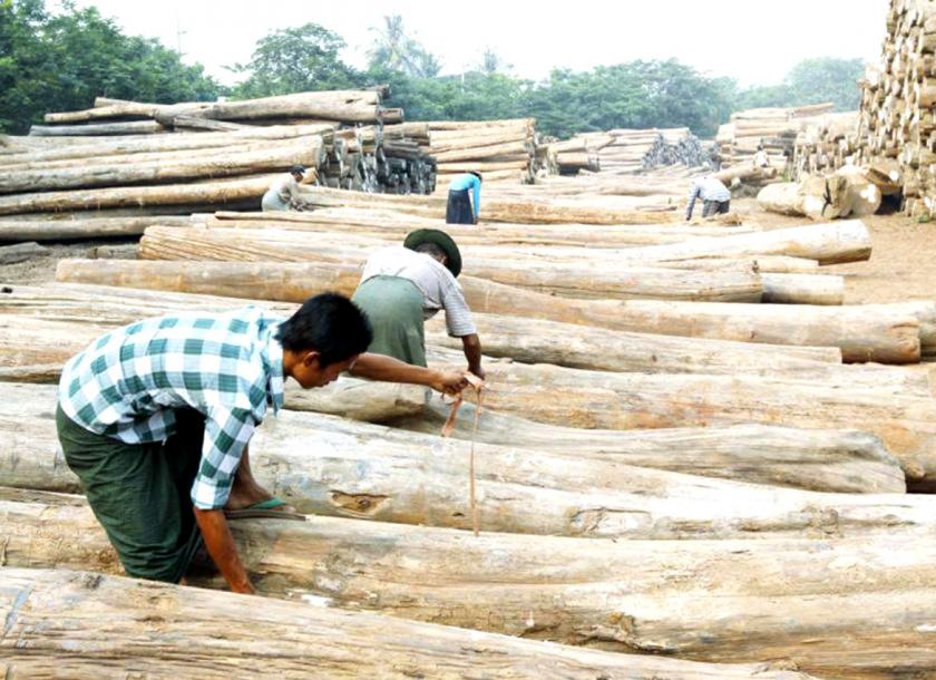 Superdecking's tweet image. Log exports to be permitted to lure timber plantations.The Forest Department under the Ministry of Natural Resources and Environmental Conservation has been planning to permit the export of logs harvested from private timber plantations #teak