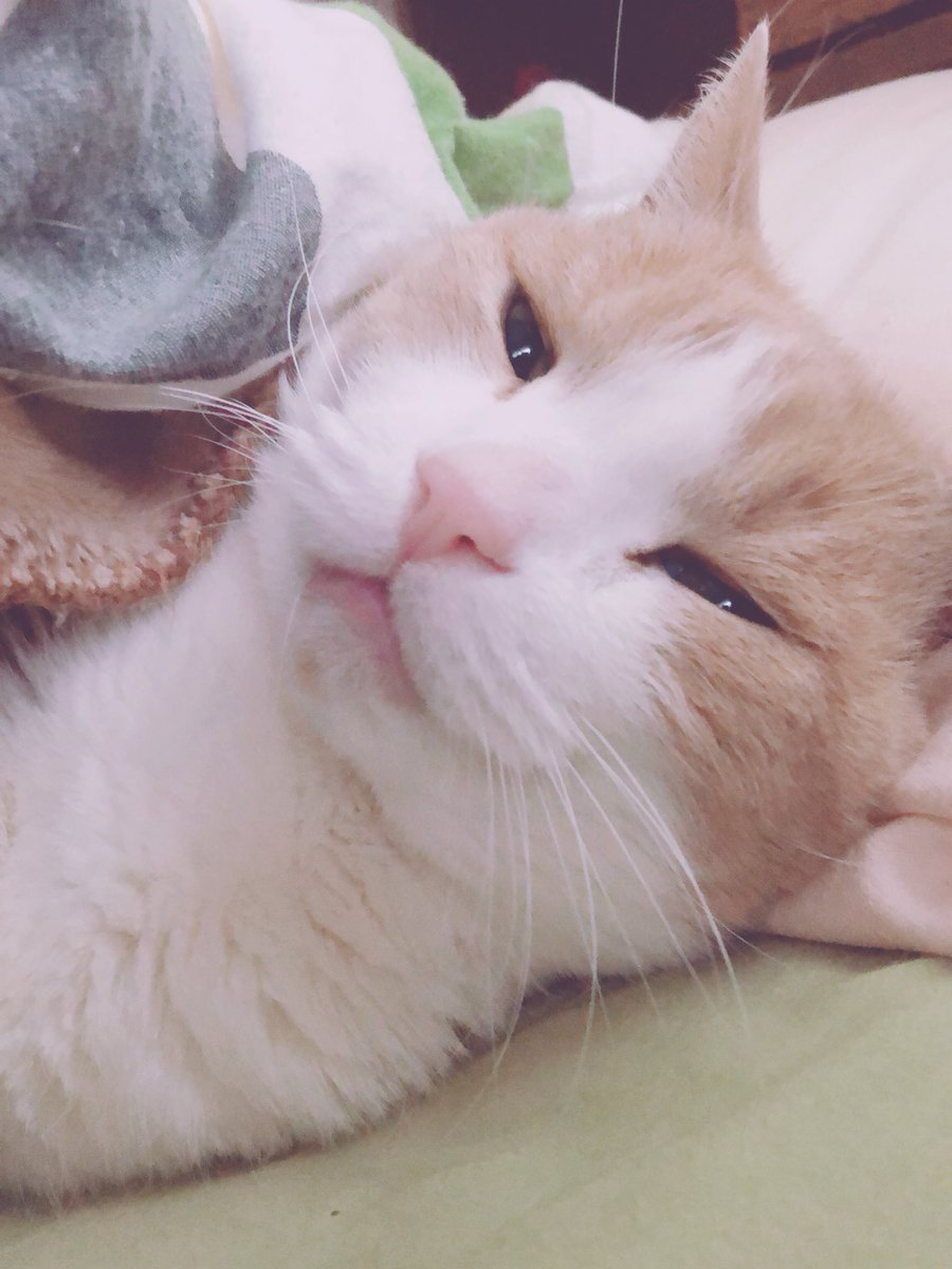 空洞 最近おじいちゃん 猫 が懐きすぎて懐きすぎて化粧しても顔毛だらけになる 無職になって毎日一緒にいるからかな 前は甘えてきても抱かれもしなかったのに
