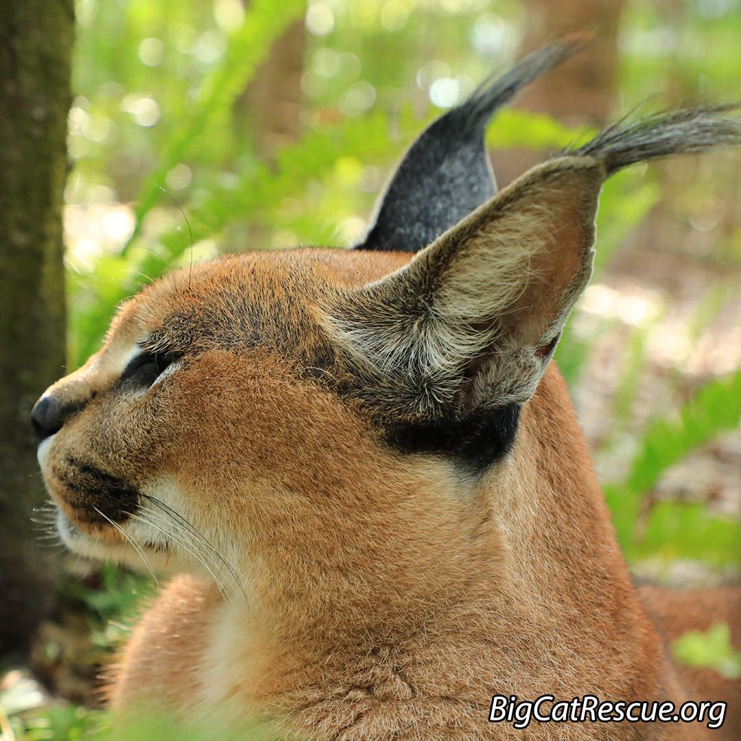 Cyrus Caracal has a handsome profile.  Check out those amazing ear tufts.