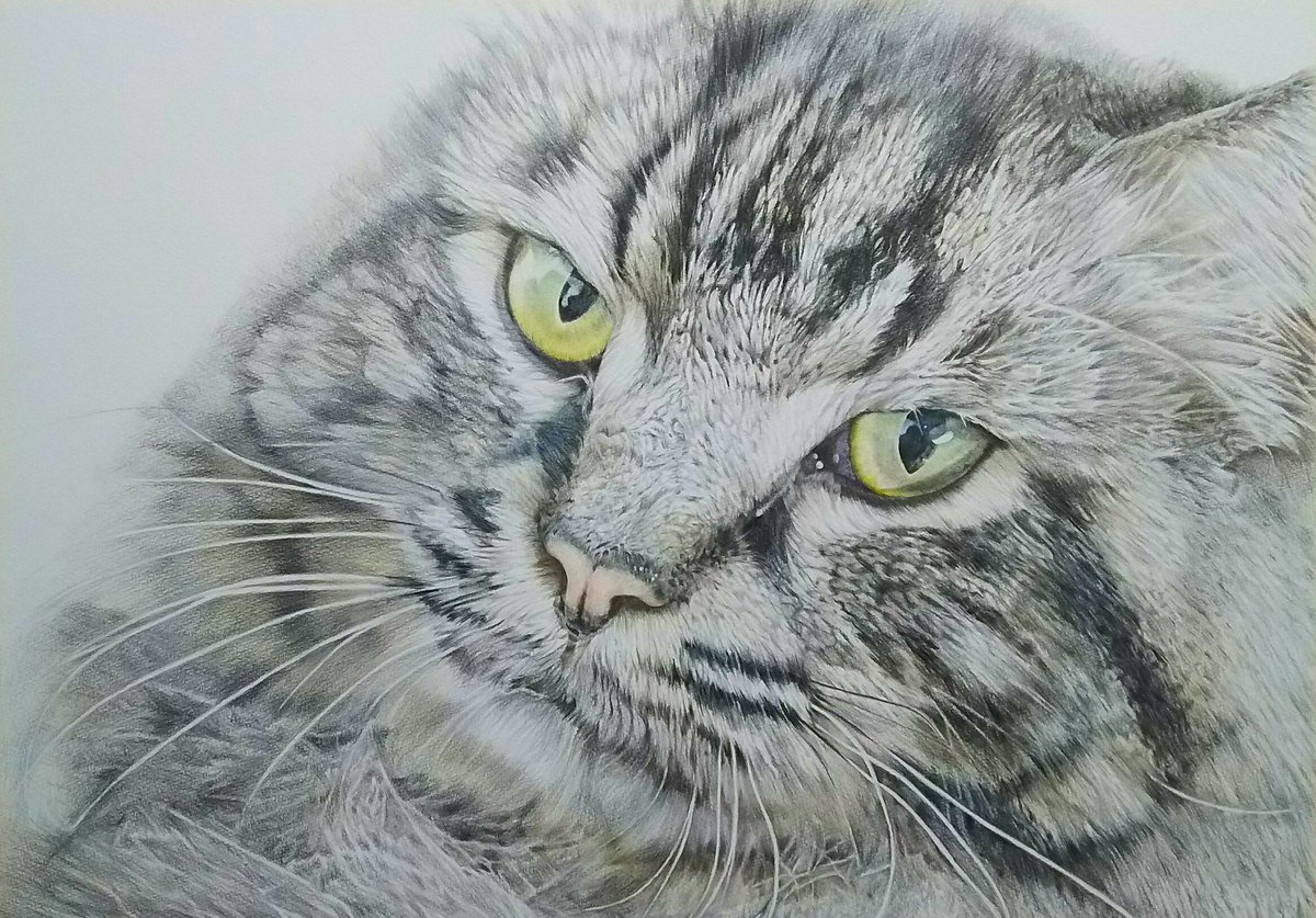 75 猫 イラスト リアル 白黒 全イラスト集