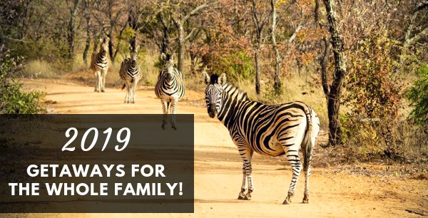 TravelGround's tweet photo. TravelGround Newsletter is here to help you wrap up those final Christmas-getaway plans, so scroll on down and get booking! https://t.co/cT6eTg0ke8 #TravelTuesday #December #TGNewsLetter https://t.co/DSu0k9RuXf