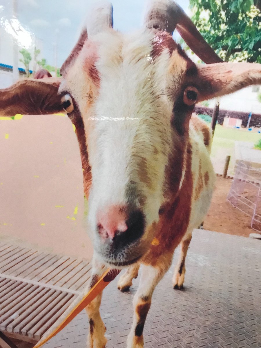 武蔵村山市立第一小学校 12 11 ヤギ募金tシャツの販売が始まりました ご注文ありがとうございます ｔシャツのお届けは 31年の1 11の予定です しばらくお待ち下さい 12 15 土 の学校公開で 見本を校長室前に展示します ぜひご覧下さい