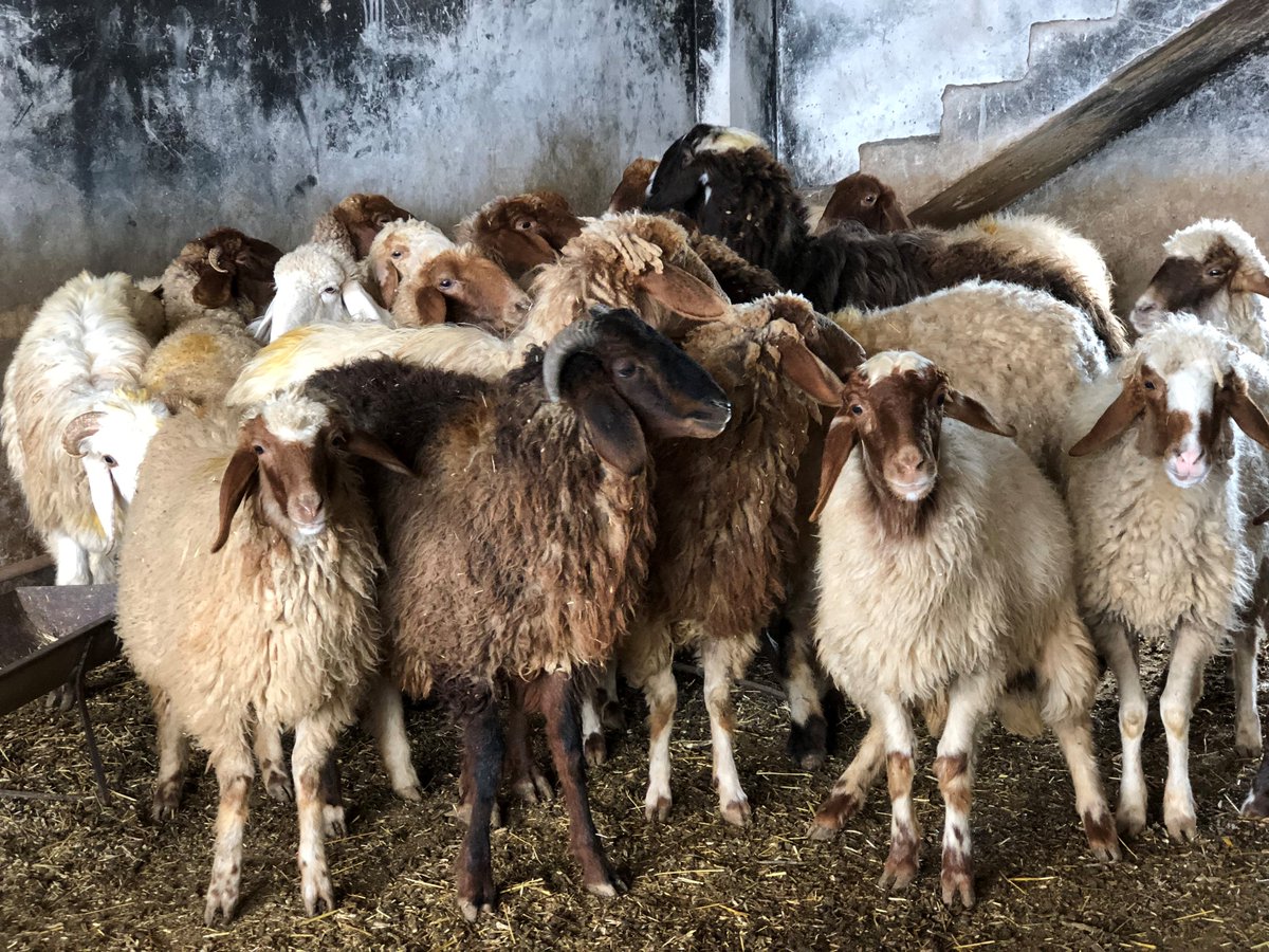ICRC_sy's tweet photo. Many lost everything when they fled. Now these families have returned home to 
tough conditions in rural #Homs. Sheep-raising and other income-generating 
projects are one way @icrc_sy and @syredcrescent are helping people to get back 
on their feet. https://t.co/pROKLos3t7